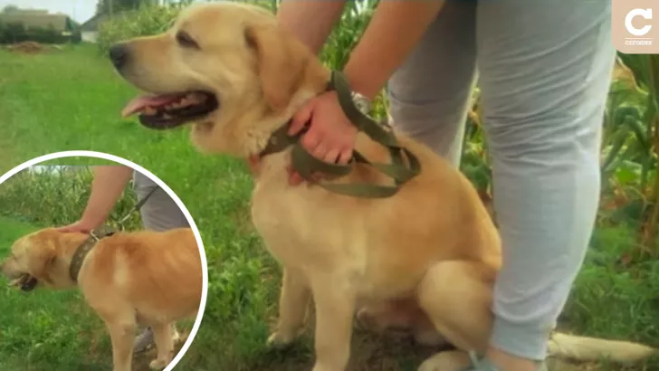 Похищенный пес после 6 лет разлуки узнал своего хозяина