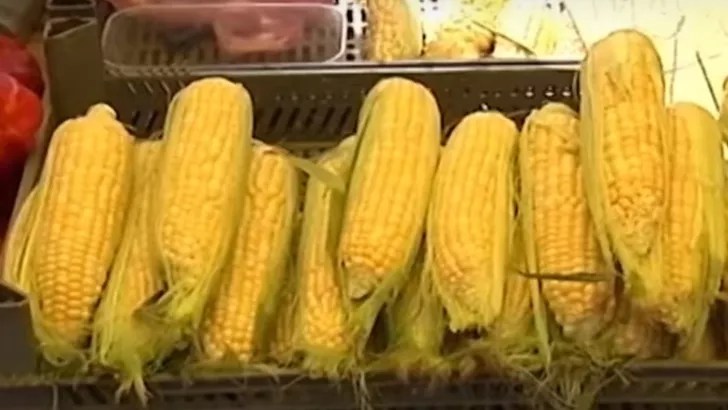 Кукуруза в Украине оказалась безопасной. Фото: "Сегодня"