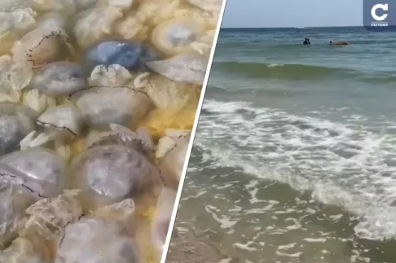 Медузы исчезли с побережья. Фото: коллаж "Сегодня"