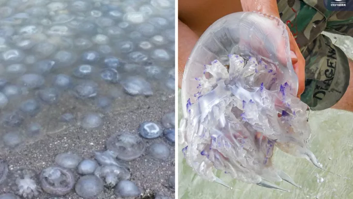 Нашествие медуз в Азовском море. Коллаж "Сегодня"