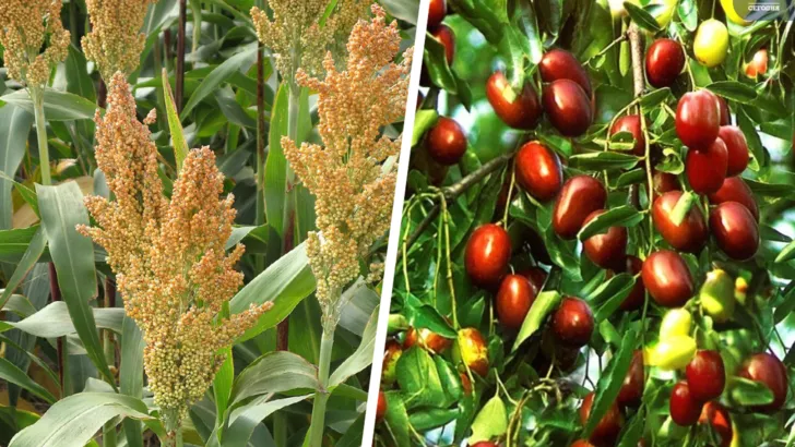 Растение сорго на фото слева, зизифус - справа. Фото: коллаж "Сегодня"