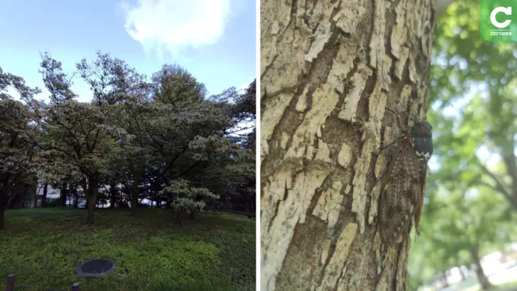 Вот такие цикады в токийских парках