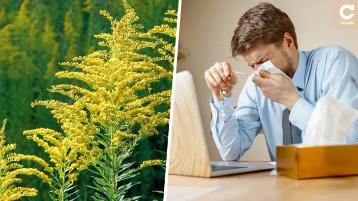 Алергія на амброзію може призвести до бронхіальної астми