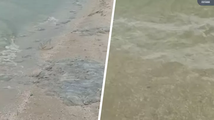 Медуз в Азовском море стало меньше. Фото: коллаж "Сегодня"