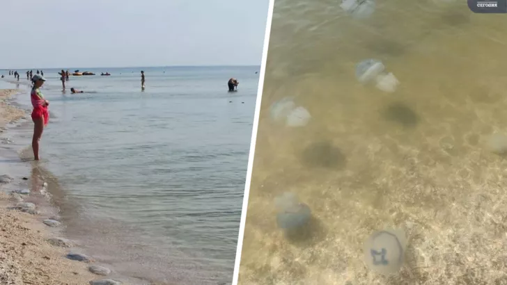 Медузи продовжують окупацію Азовського узбережжя. Фото: колаж "Сьогодні"