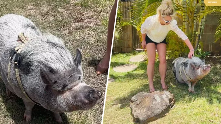 Бритни Спирс проходит терапию со свиньями