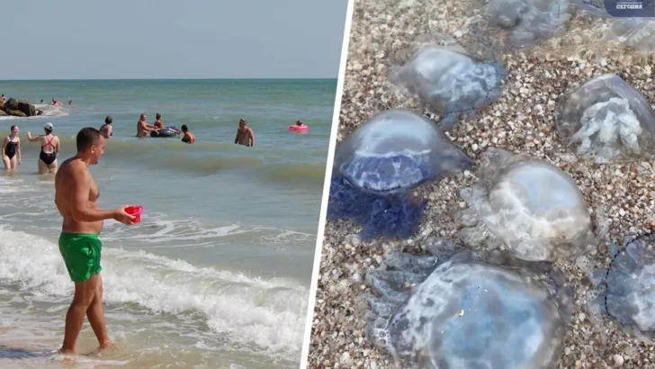 Отдыхающие предпочитают не купаться из-за множества медуз / Фото: коллаж "Сегодня"