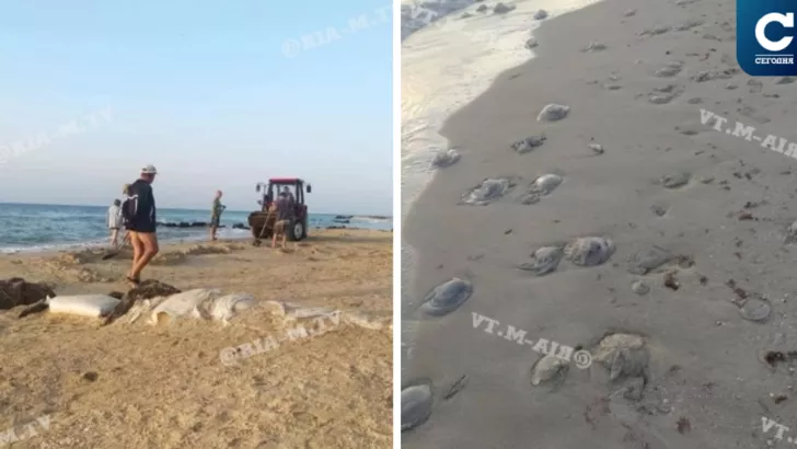 У Кирилівці чистять пляжі від медуз. Фото: колаж "Сьогодні"