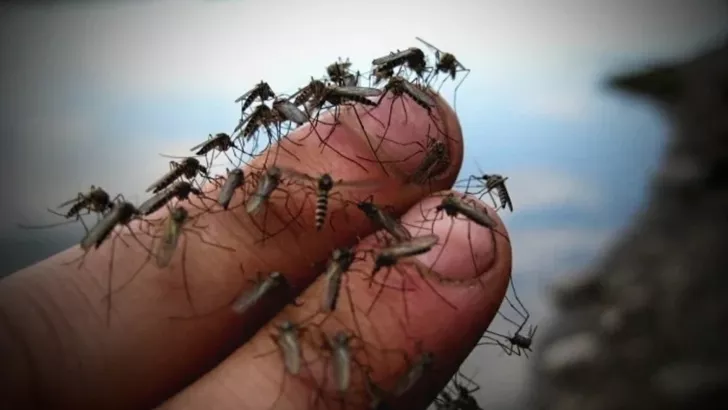 Комарі атакують Кирилівку. Фото: zen.yandex