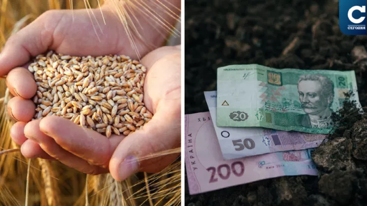 По сравнению с прошлым годом стоимость пшеницы выросла на 15%