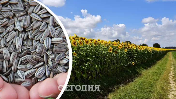 Сельхозпредприятия почти всех регионов Украины начали собирать подсолнечник