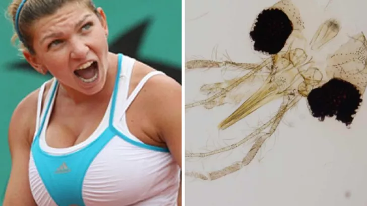 Симона Халеп - теннисистка и насекомое