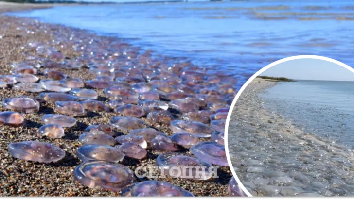 Популяция медуз в Азовском море будет только расти