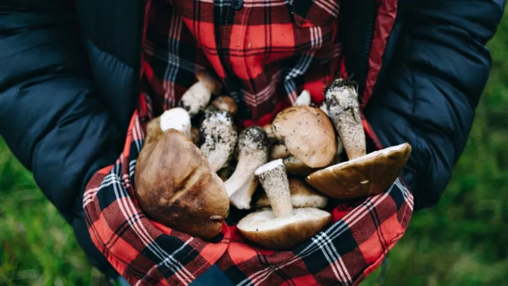 Избежать отравления грибами можно, если уметь их правильно собирать и  есть термически обработанными