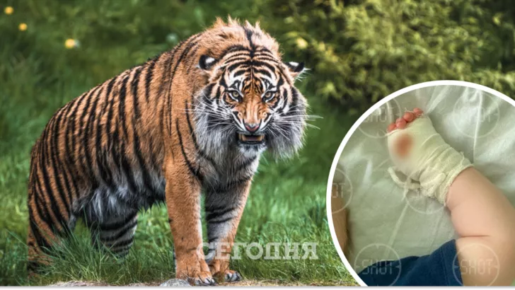 В Крыму тигр откусил ребенку палец