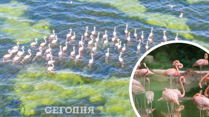 В Одеській області виявили зграю рожевих фламінго.