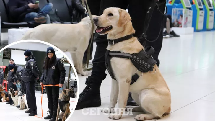Собак хотели обучить находить людей с ковидом в аэропортах Украины