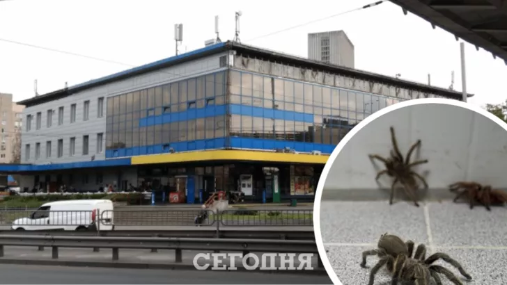 На Центральному автовокзалі Києва помітили павуків. Фото: колаж "Сьогодні"