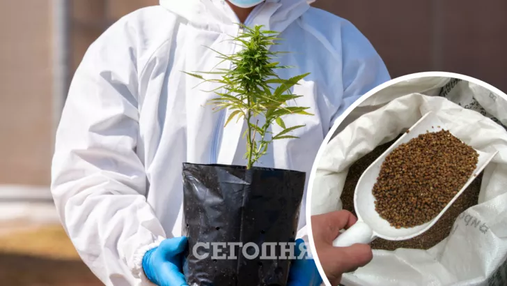 В Украину из РФ завезли гречку с ядовитым растением