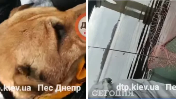 В Киеве с моста скинули собаку.