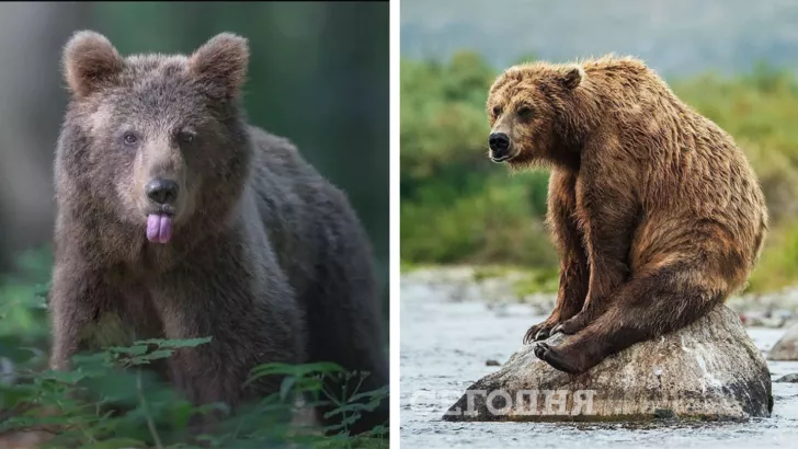 Смішні фото ведмедів