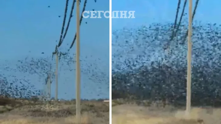 В Херсонской области заметили огромную группу птиц