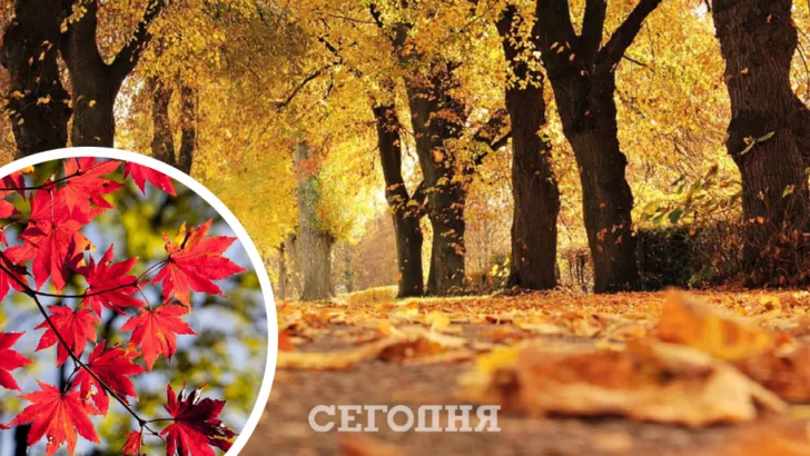 Протягом дня в Україні прогнозують вітряну погоду/Колаж: Сьогодні