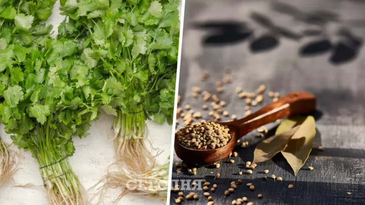 Кориандр, как зелень для салата и специю можно применять для здоровья и питания