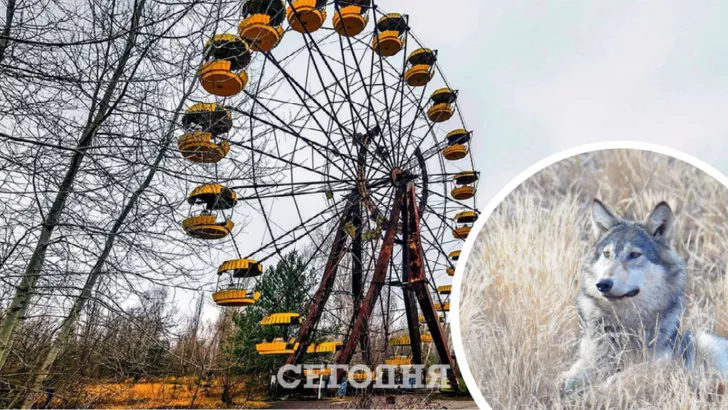 У Чорнобилі знайшли вовків. Фото: колаж "Сьогодні"