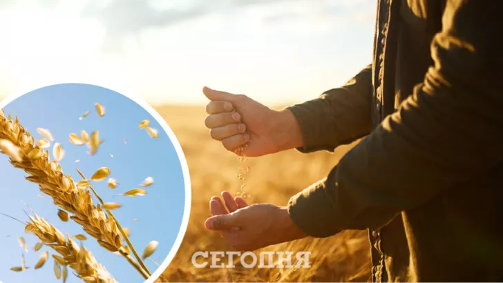 В Украине дорожает зерно