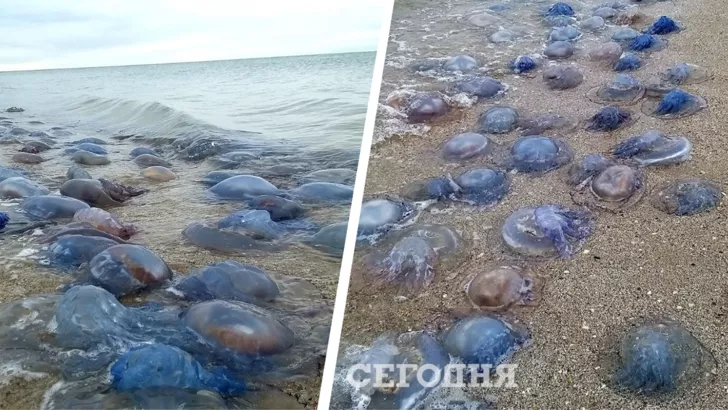 На берег выбросило много мертвых медуз. Фото: коллаж "Сегодня"