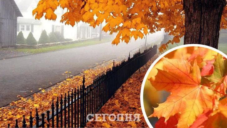 Погода в Києві на 25 листопада / Колаж "Сьогодні"