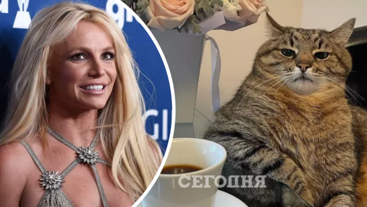 Брітні Спірс оцінила фото харківського кота Степана