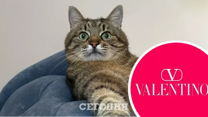 Украинский кот Степан прорекламировал сумку Valentino