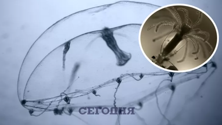 Вчені тепер можуть спостерігати за роботою нейронів медуз