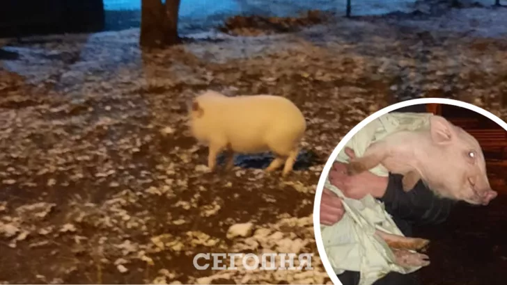 У Харкові загубилася свинка. Фото: колаж "Сьогодні"