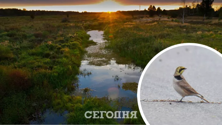 У Чорнобильському заповіднику знову побачили рідкісного птаха. Фото: колаж "Сьогодні"