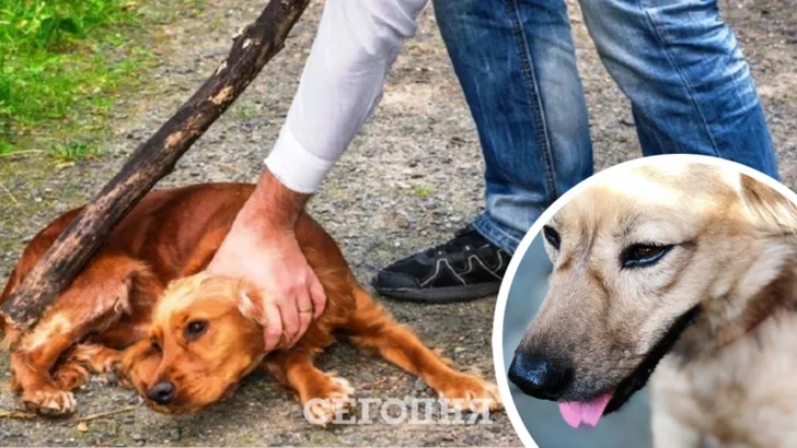 Владельца пса могут наказать за жестокое обращение с животным / Коллаж "Сегодня"