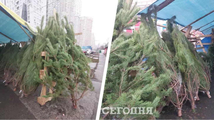 В Киеве уже начали продавать елки. Фото: коллаж "Сегодня"