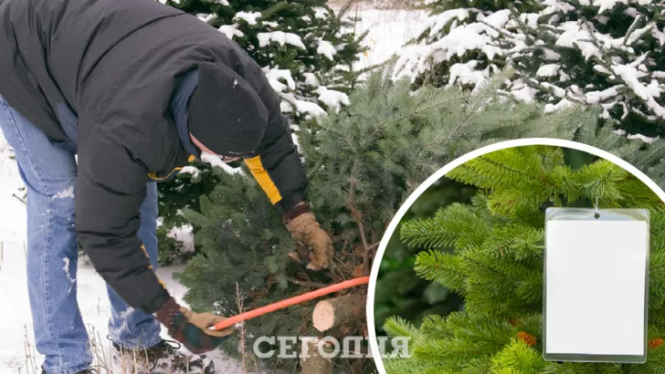 В Украине стартовала продажа новогодних елок