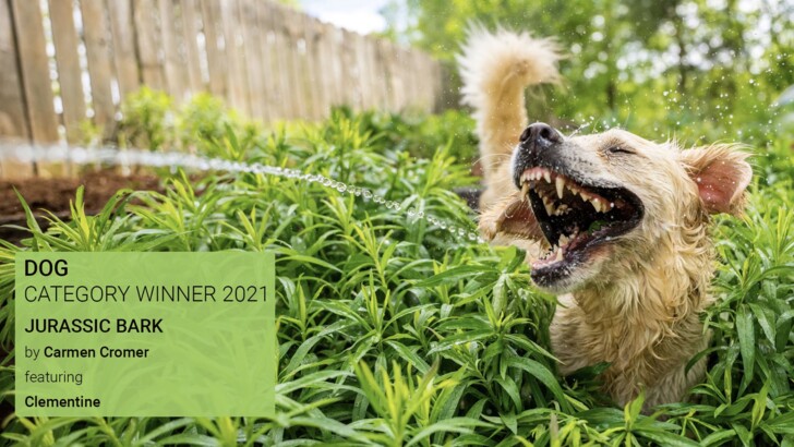 Переможець фотоконкурсу Comedy Pet Photo Awards 2021 | Фото: comedypetphoto.com