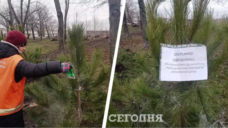 Теперь за вырубку елок киевлянам грозят не только штрафы.