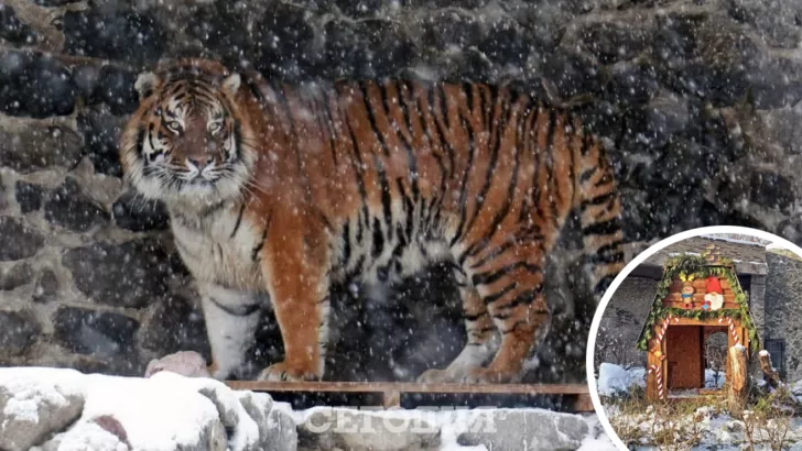 Тигры в Киевском зоопарке тоже готовятся к Новому году. Фото: Александр Марущак, "Сегодня"