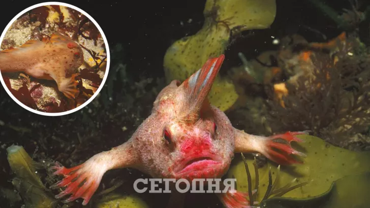 Розовая рыба с руками-плавниками вновь обнаружена в Австралии