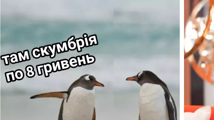 Мемы дня - Елена Зеленская и скумбрия за 8 грн