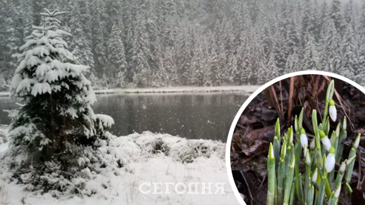 В Україні взимку зацвіли перші квіти. Фото: колаж "Сьогодні"