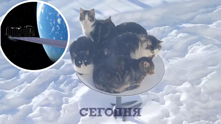 Кошки могут поломать интернет от Илона Маска?