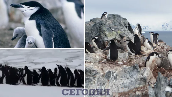 Пингвины подталкивают друг друга в воду, а потом спасают от леопардов