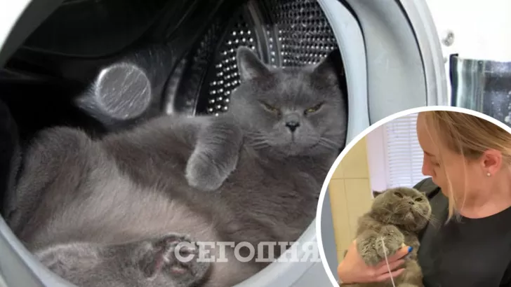 В Днепре хозяйка искупала кота в стиральной машине