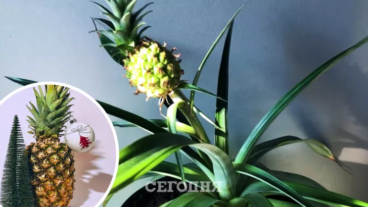 Як можна виростити ананас вдома зі зрізаної верхівки плоду